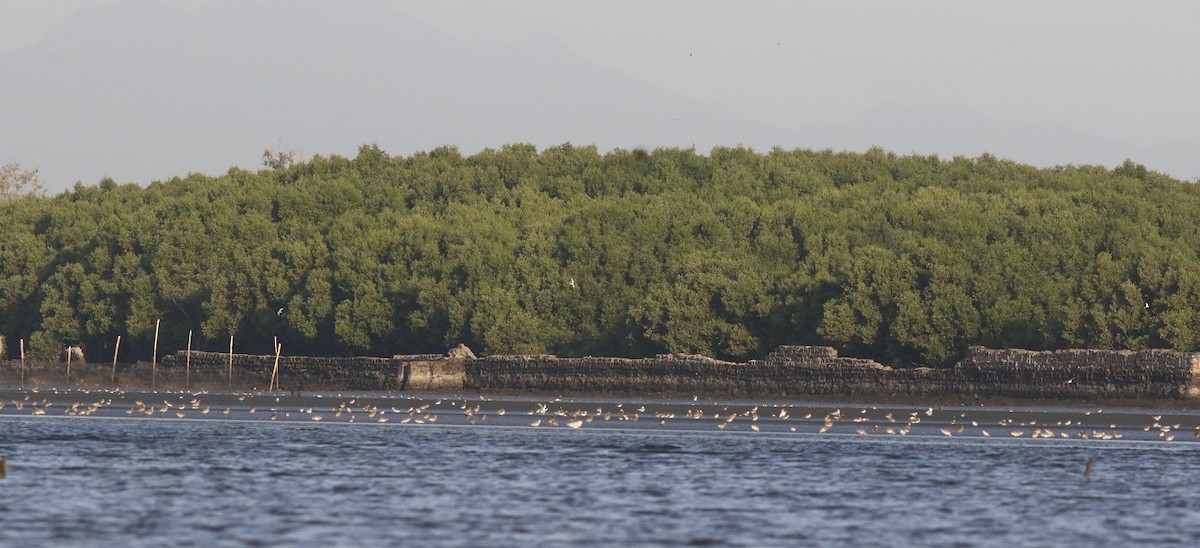 eBird Checklist - 5 Dec 2021 - Pamarawan Mudflats - 53 species (+1 ...