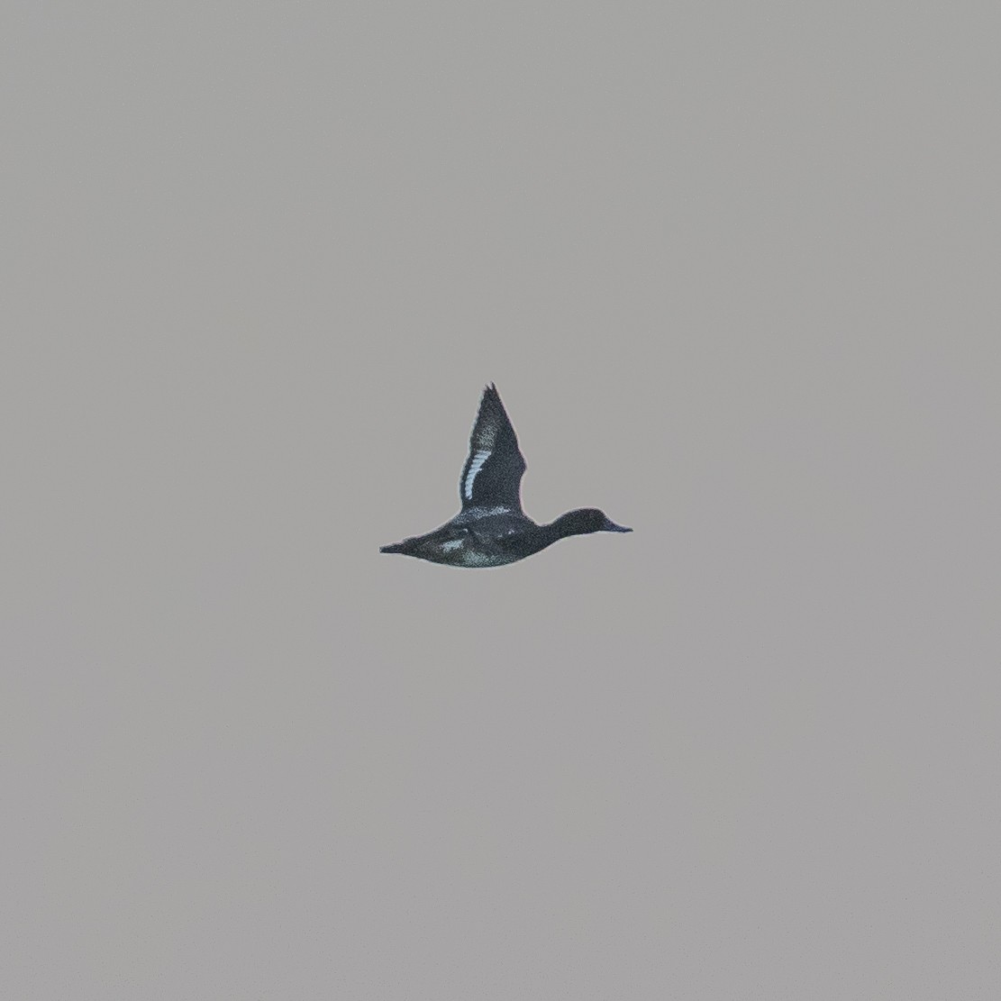 Lesser Scaup - ML393853591