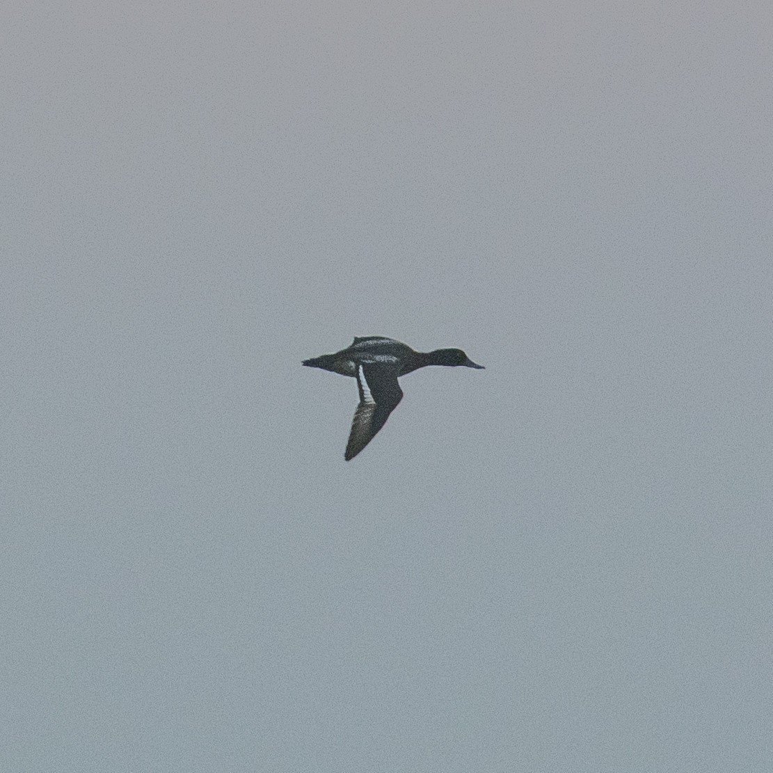 Lesser Scaup - ML393853601