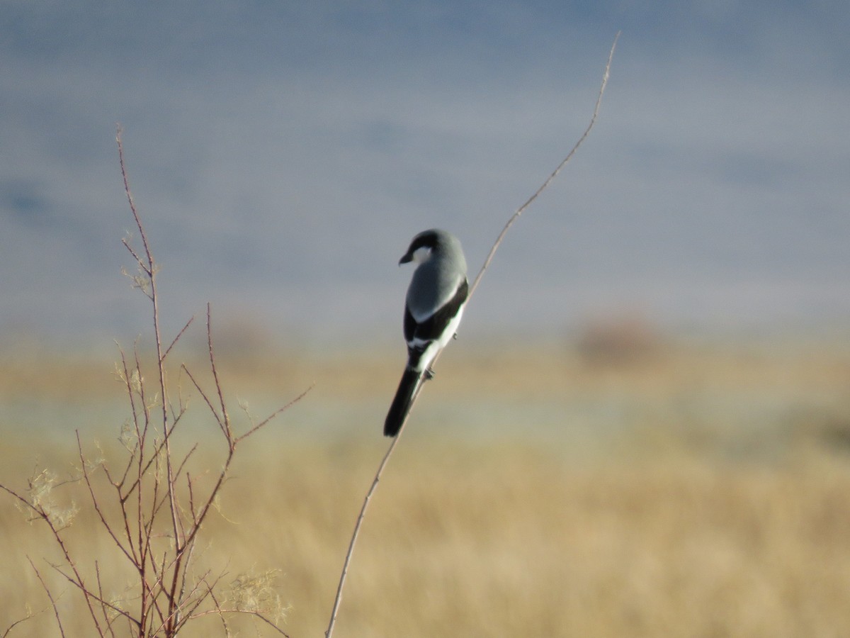 Loggerhead Shrike - ML393853941