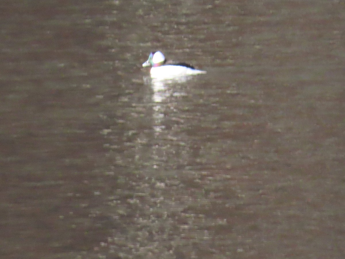 Bufflehead - ML393854761