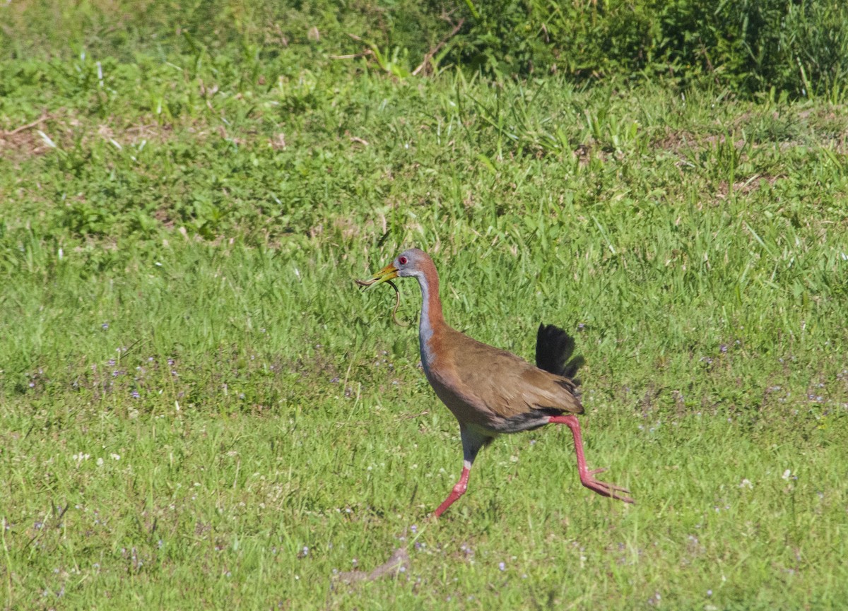 Giant Wood-Rail - ML393855951