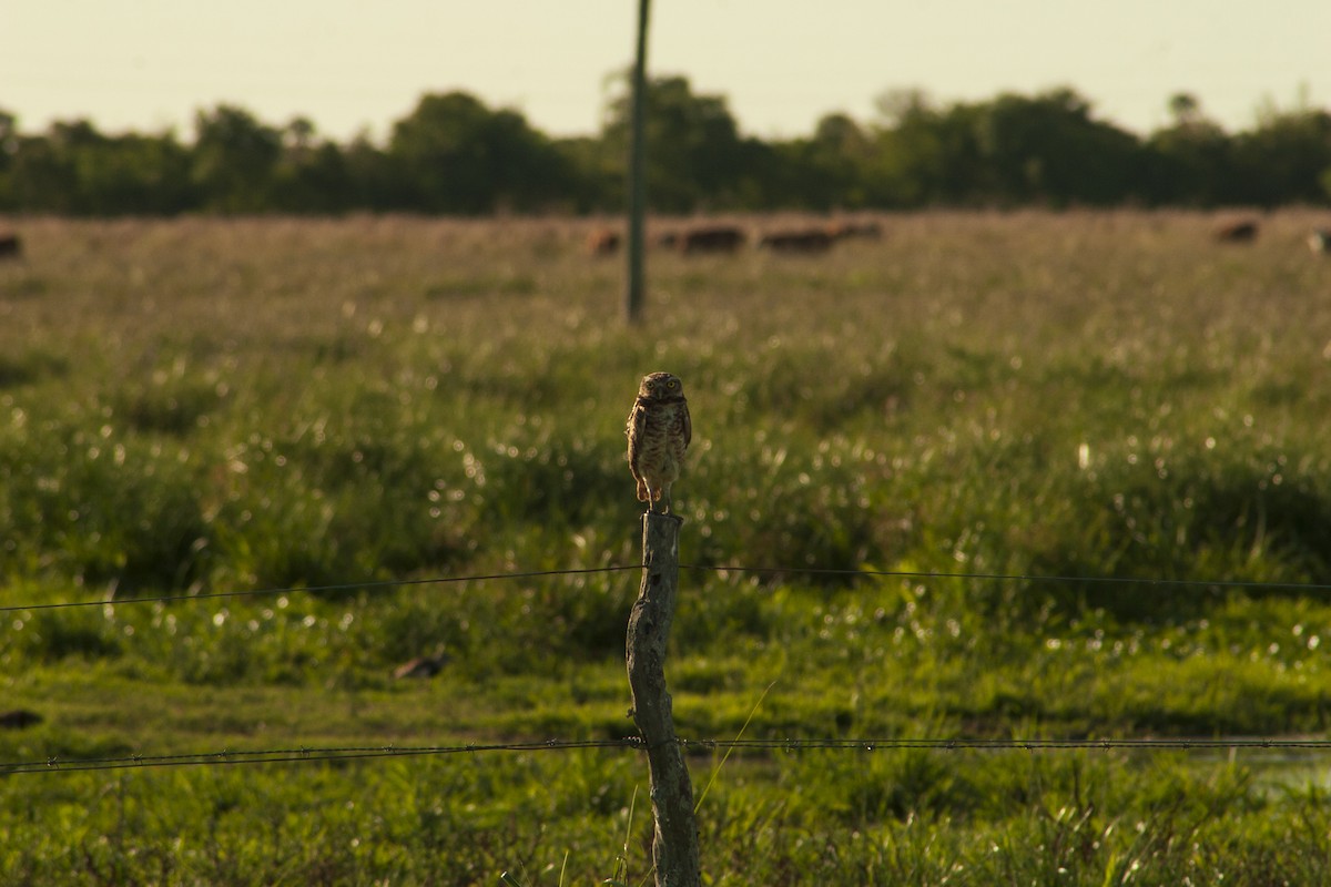 Burrowing Owl - Meggy Vodusek