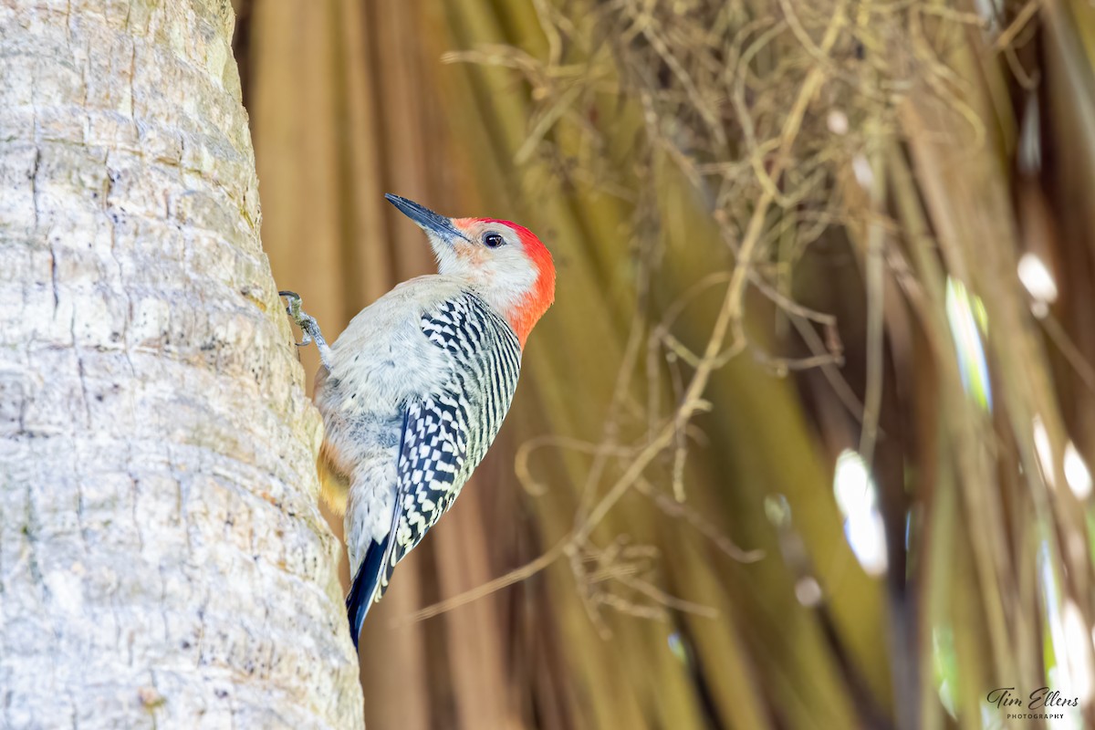 Red-bellied Woodpecker - ML393856271