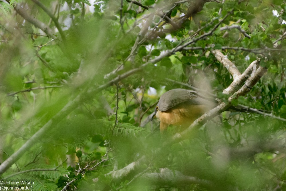 Mangrove Cuckoo - ML393856501