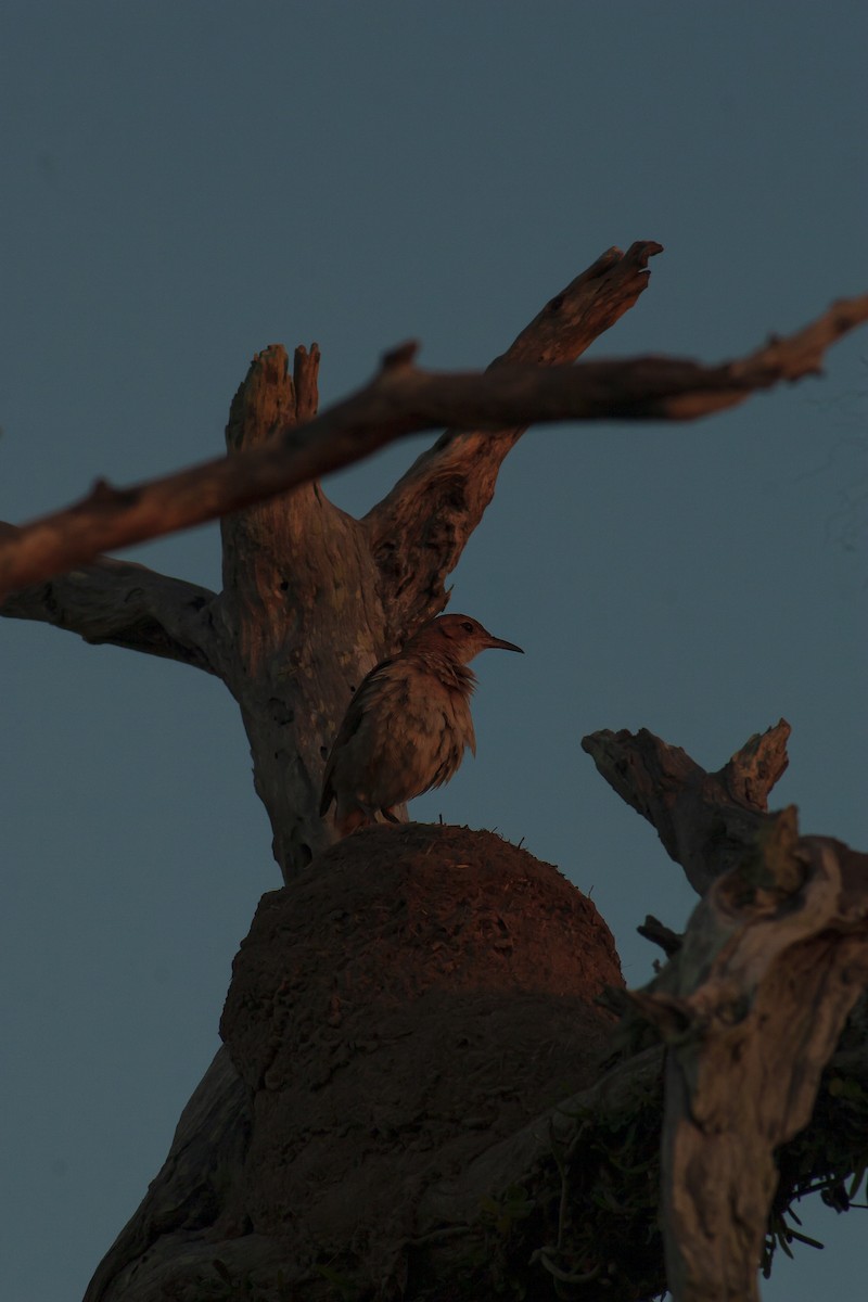 Rufous Hornero - Meggy Vodusek