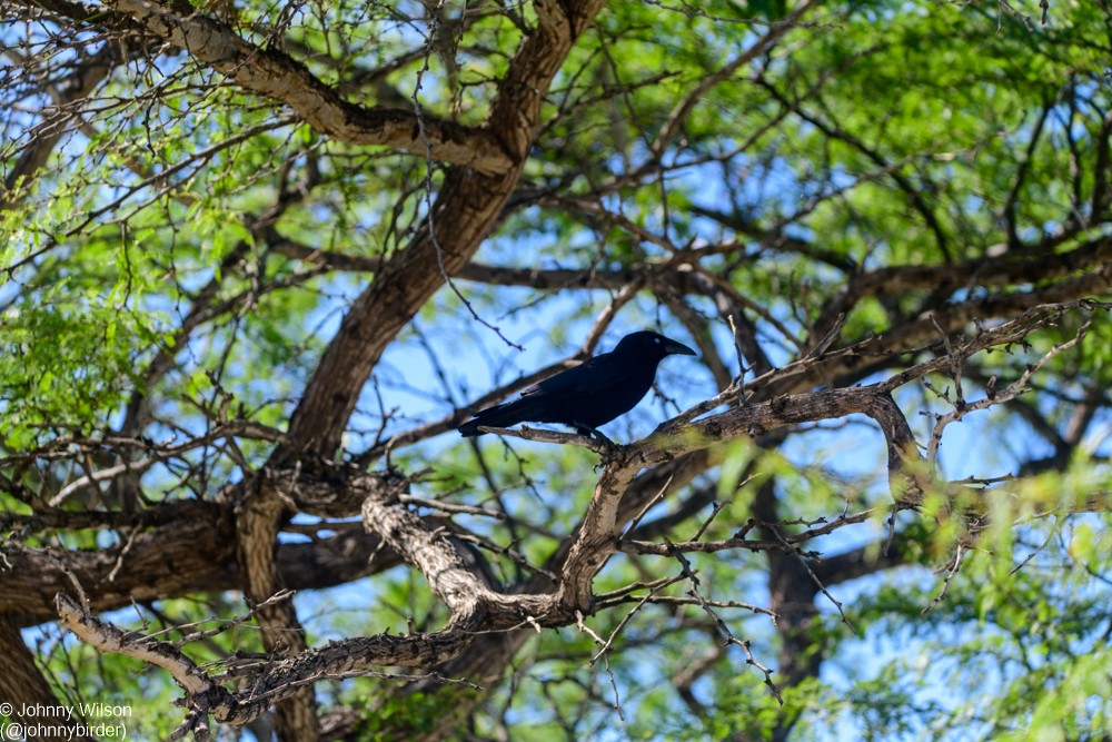 Hispaniolan Palm-Crow - ML393856661