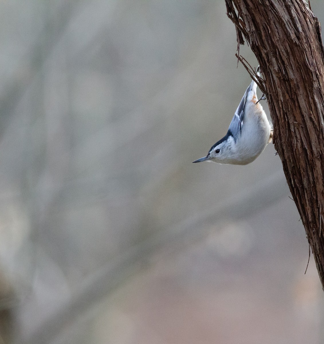 White-breasted Nuthatch (Eastern) - ML393857111