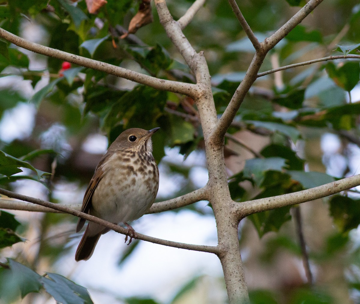 Hermit Thrush (faxoni/crymophilus) - ML393857591