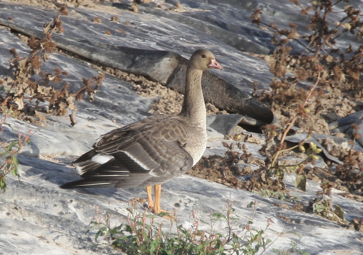Greater White-fronted Goose - ML393857971