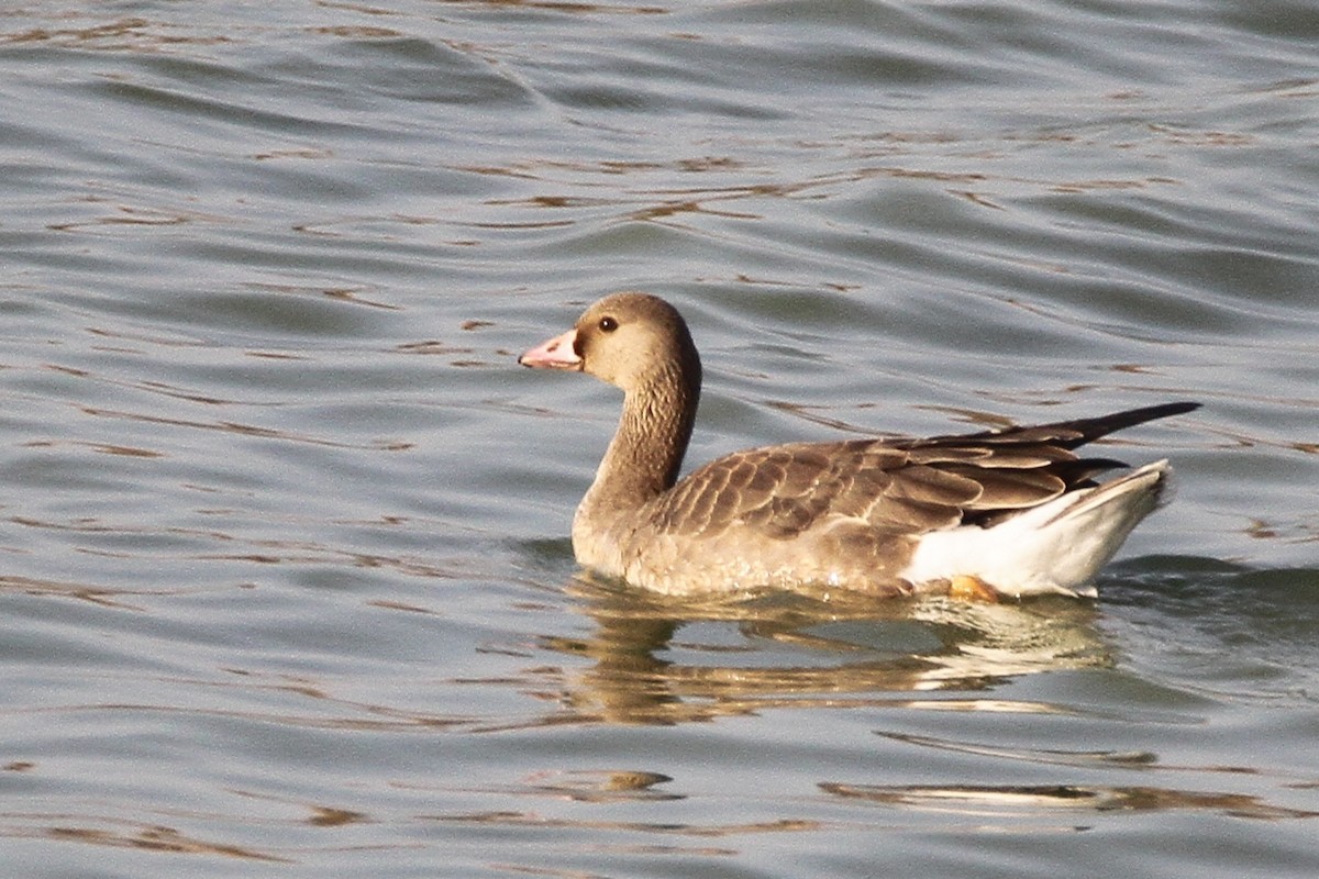 Greater White-fronted Goose - ML393858001