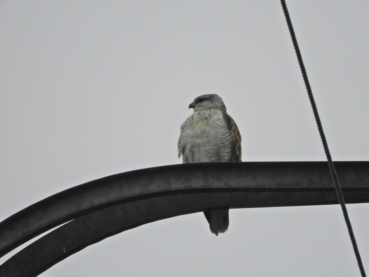 Ferruginous Hawk - Nina Jones