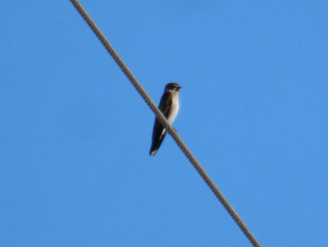 Golondrina Aserrada - ML393859111