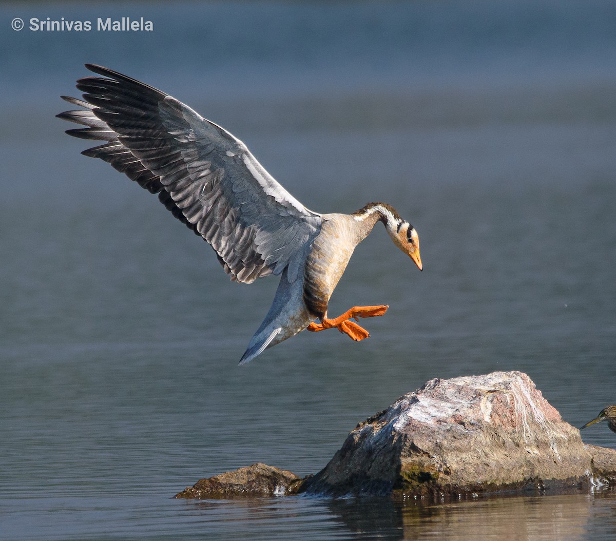 Bar-headed Goose - ML393859371