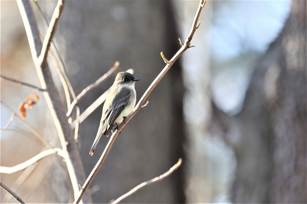 Eastern Phoebe - Ronald Goddard