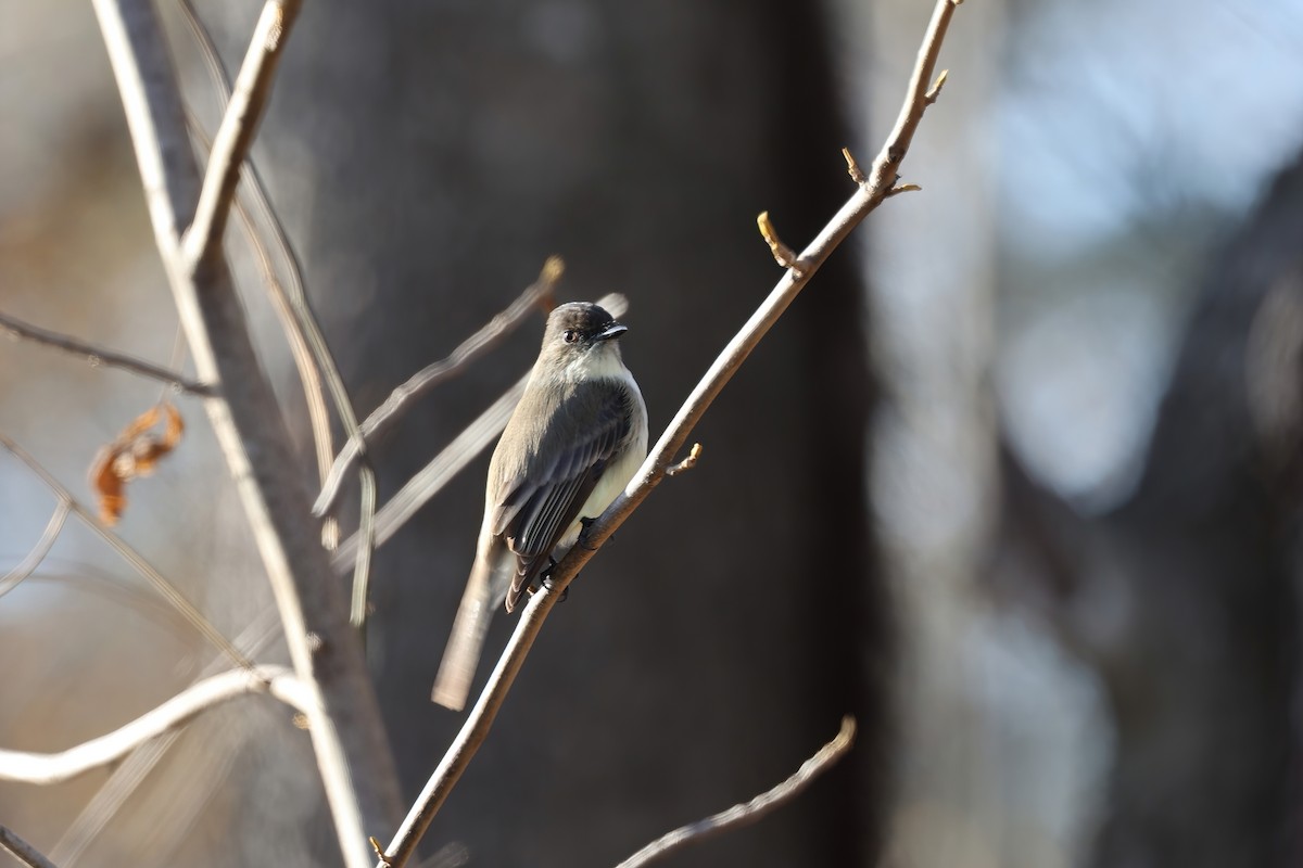 Eastern Phoebe - ML393859911