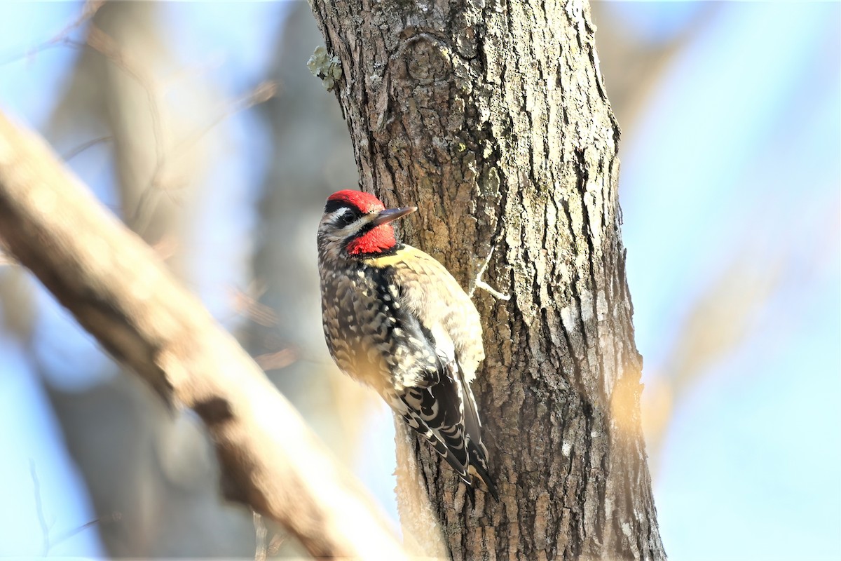 Yellow-bellied Sapsucker - ML393860181