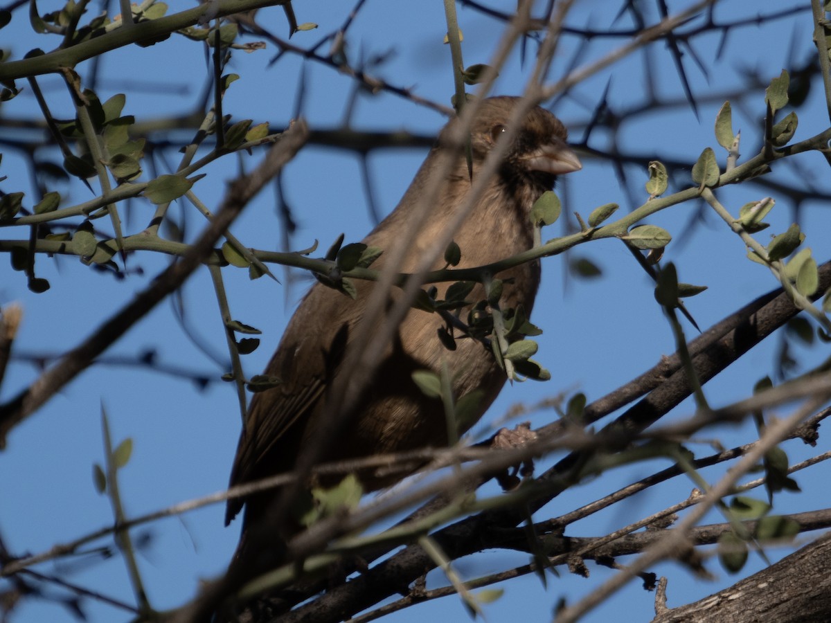 Abert's Towhee - Stephen Tarnowski