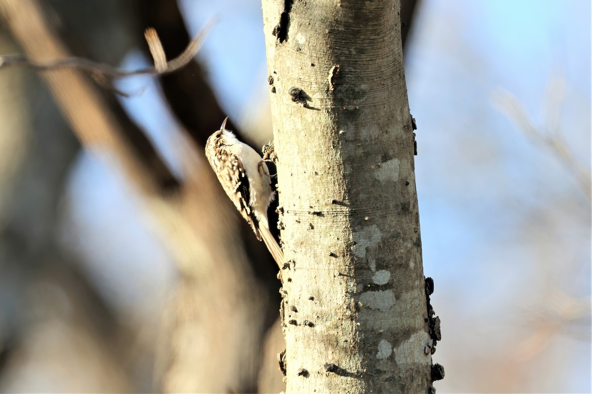 Brown Creeper - ML393860201