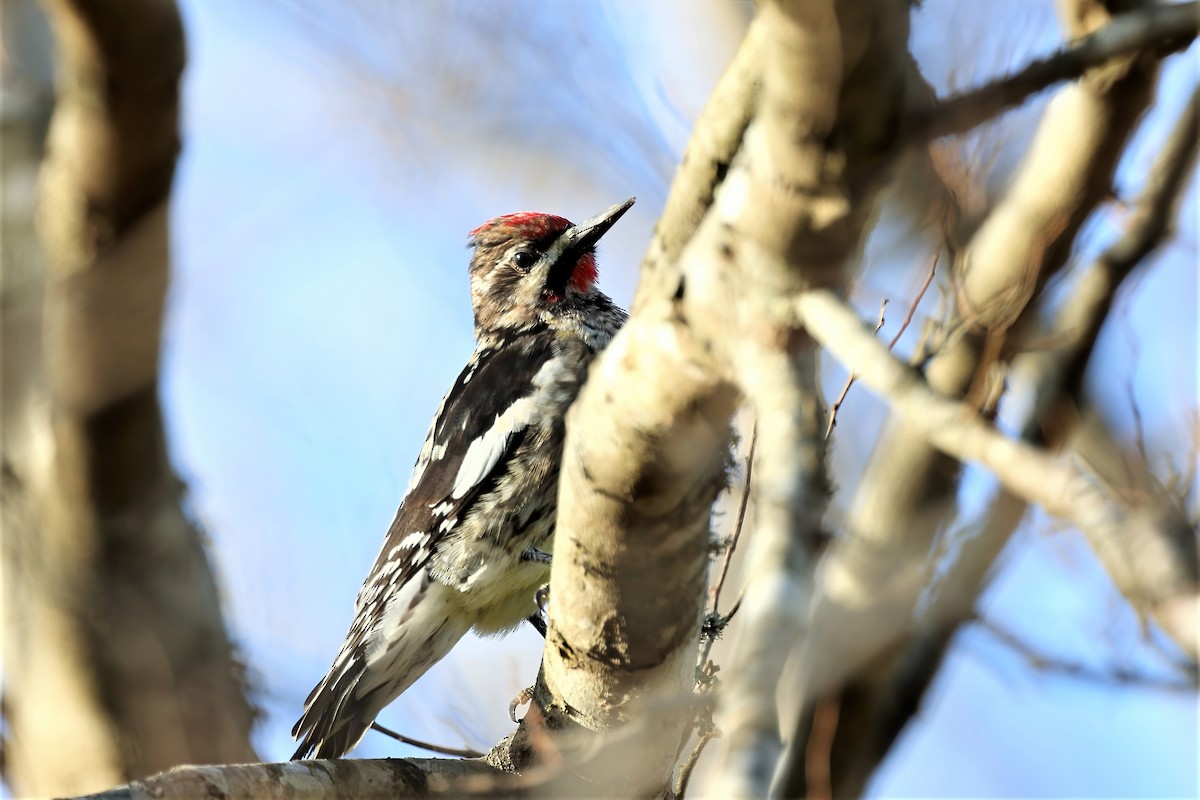 Yellow-bellied Sapsucker - ML393860291