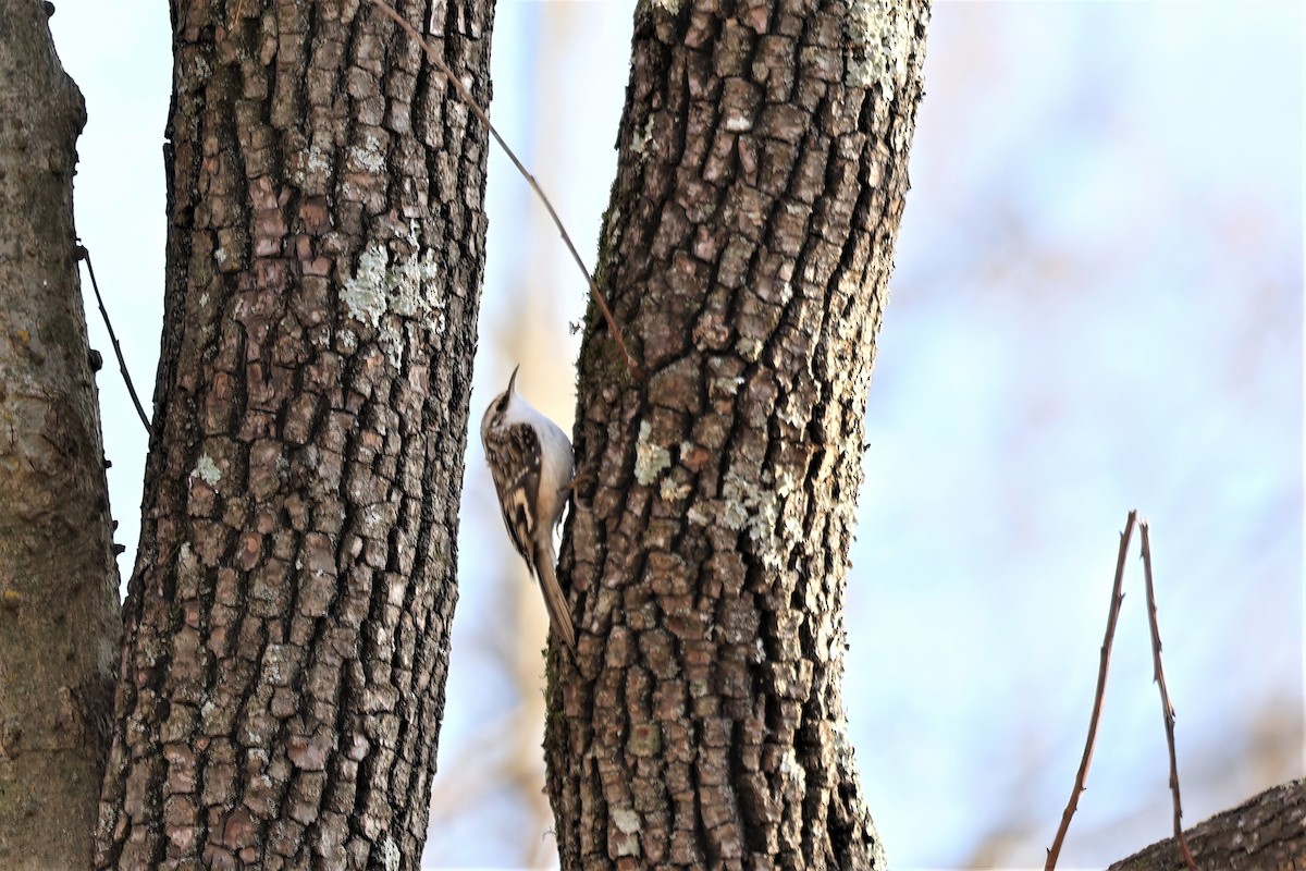 Brown Creeper - ML393860501