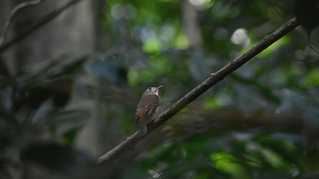 Brown-breasted Flycatcher - ML393861811