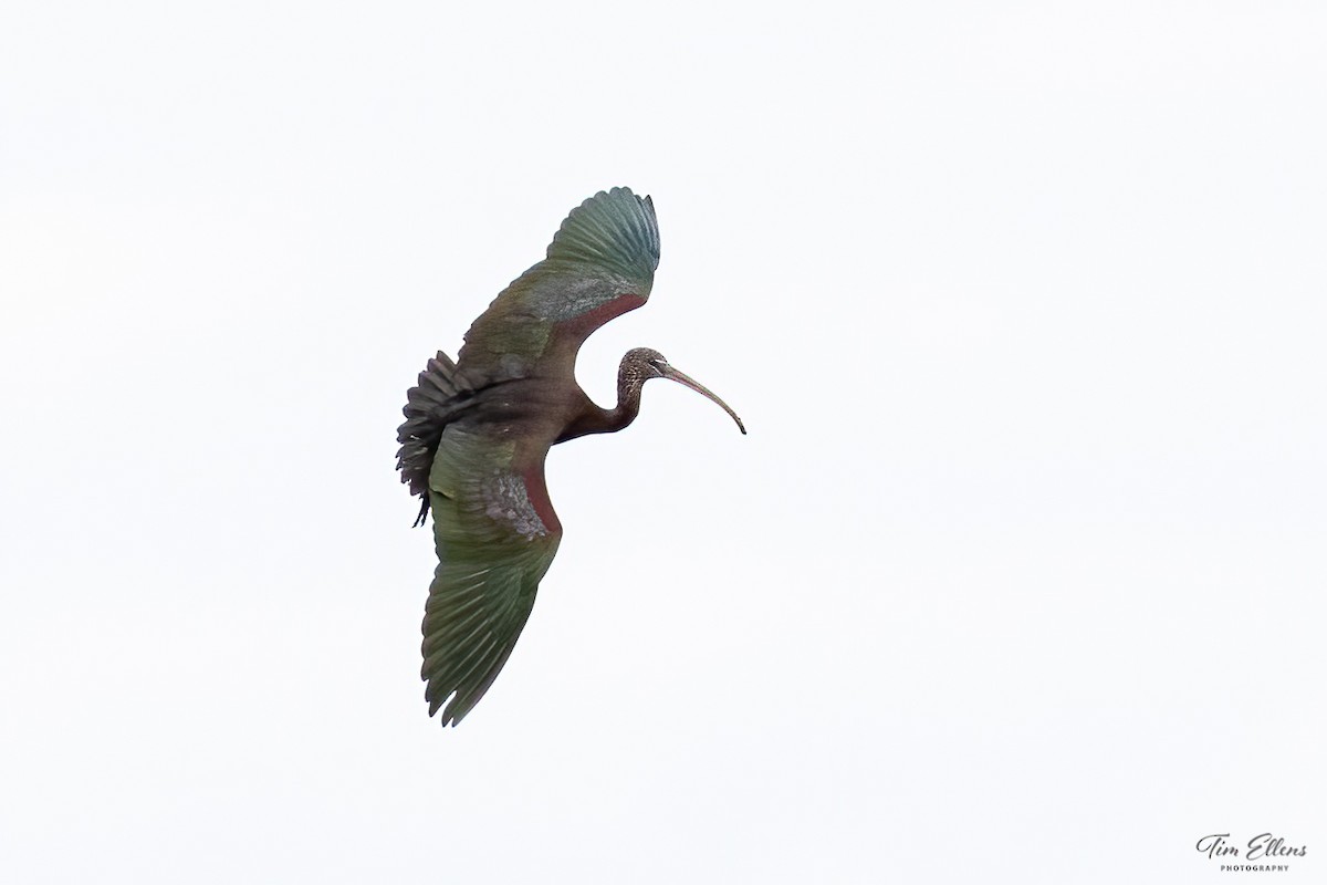 Glossy Ibis - ML393863641