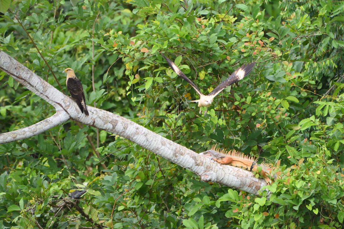 Yellow-headed Caracara - ML393864121