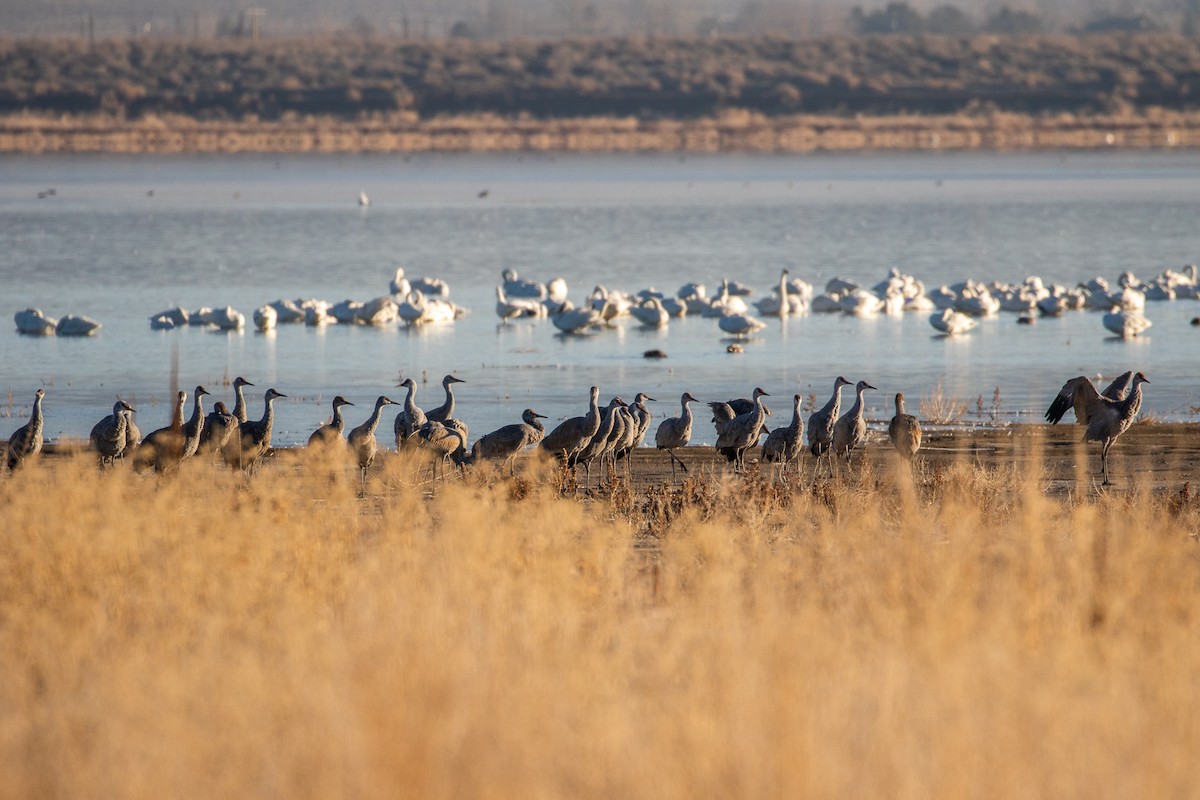 Sandhill Crane - ML393864461