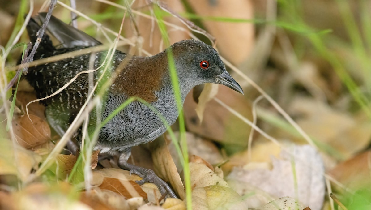 Black Rail - Marky Mutchler