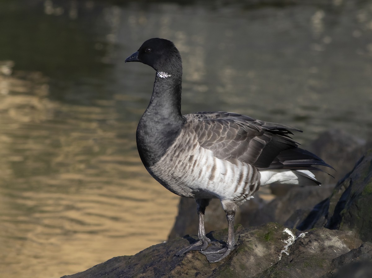 Branta musubeltza - ML393865791