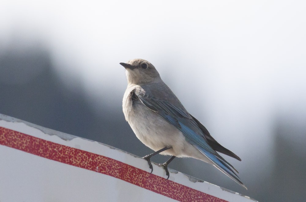 Mountain Bluebird - ML39386751