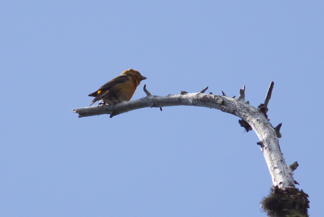 Red Crossbill - ML39386781