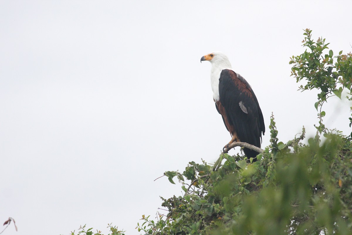 African Fish-Eagle - ML39386801