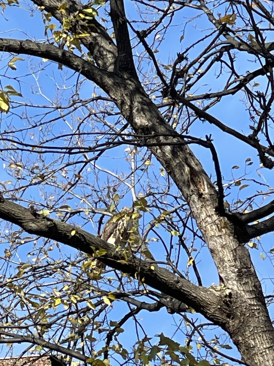 Red-tailed Hawk - ML393868551