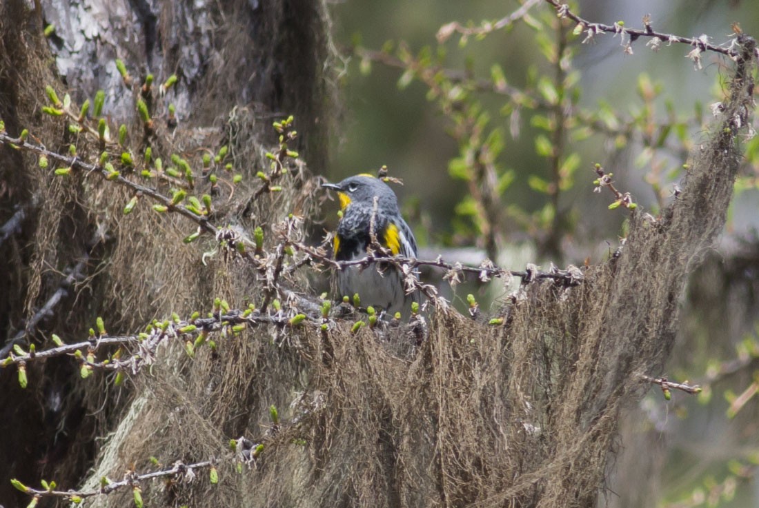 Yellow-rumped Warbler (Audubon's) - ML39386861