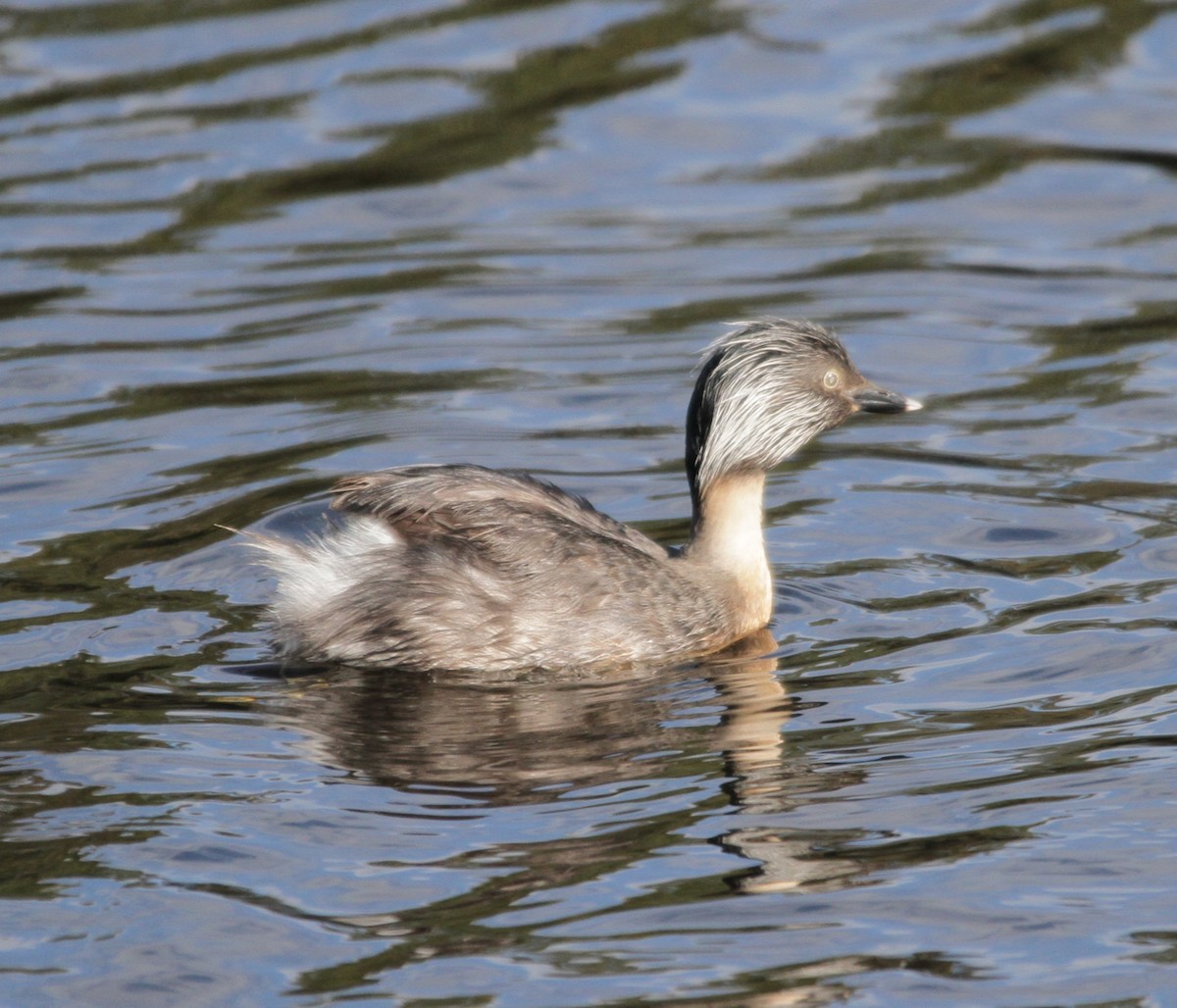 Hoary-headed Grebe - ML39386901