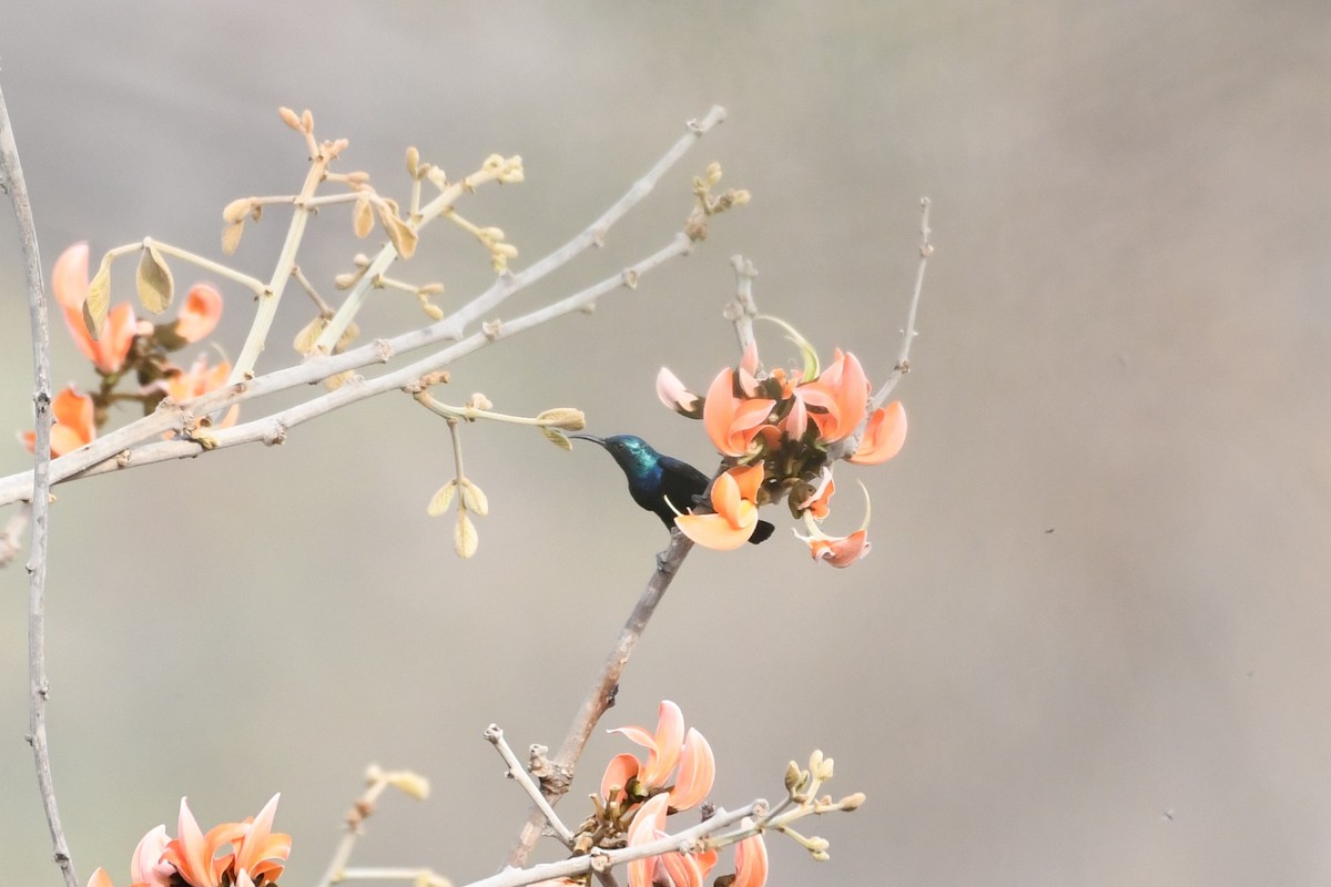 Purple Sunbird - Ashley Dewitt