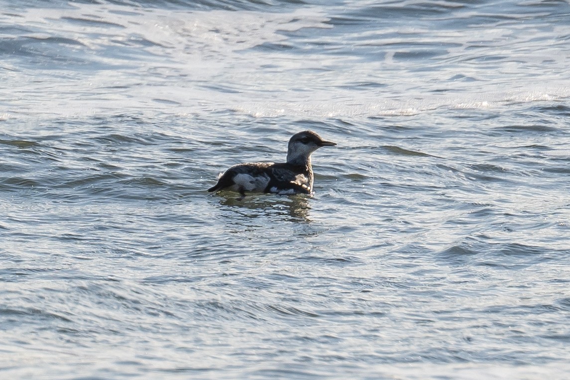 Guillemot à miroir - ML393869171