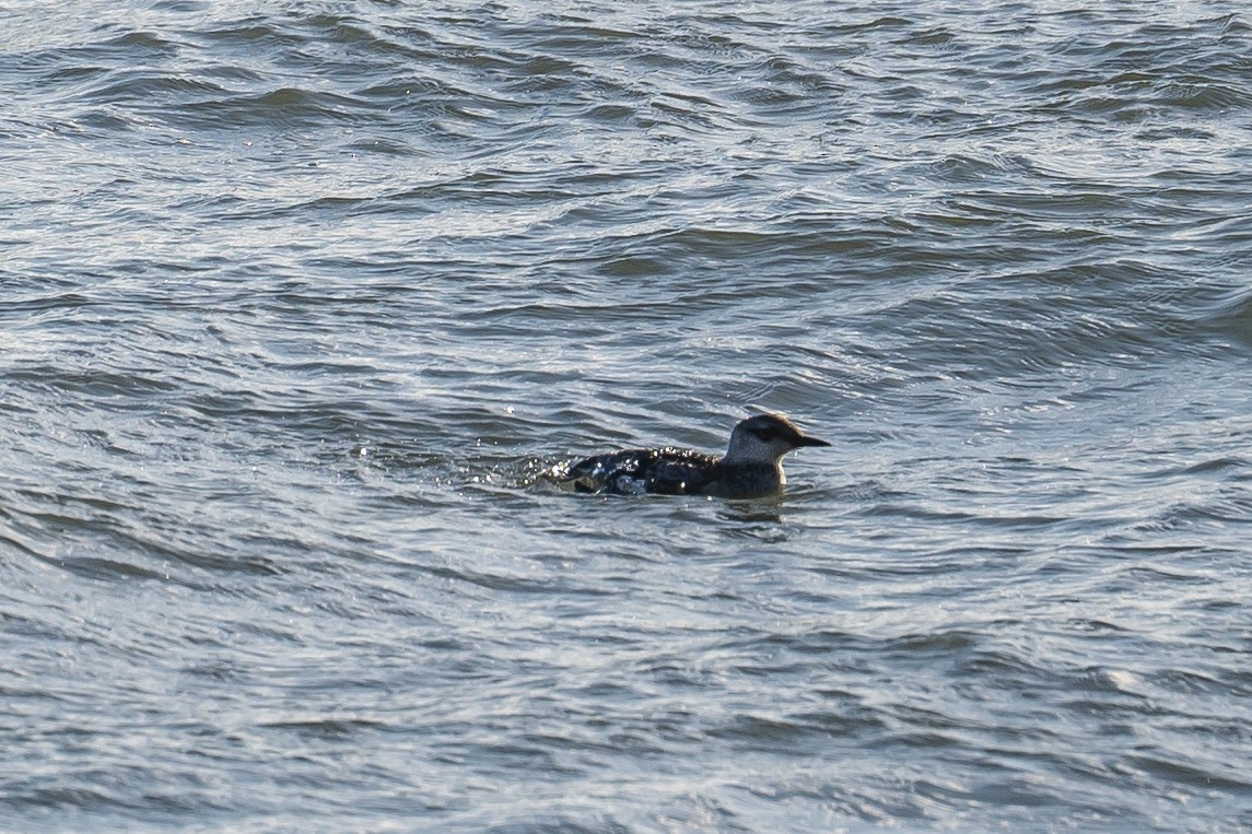 Black Guillemot - ML393869211