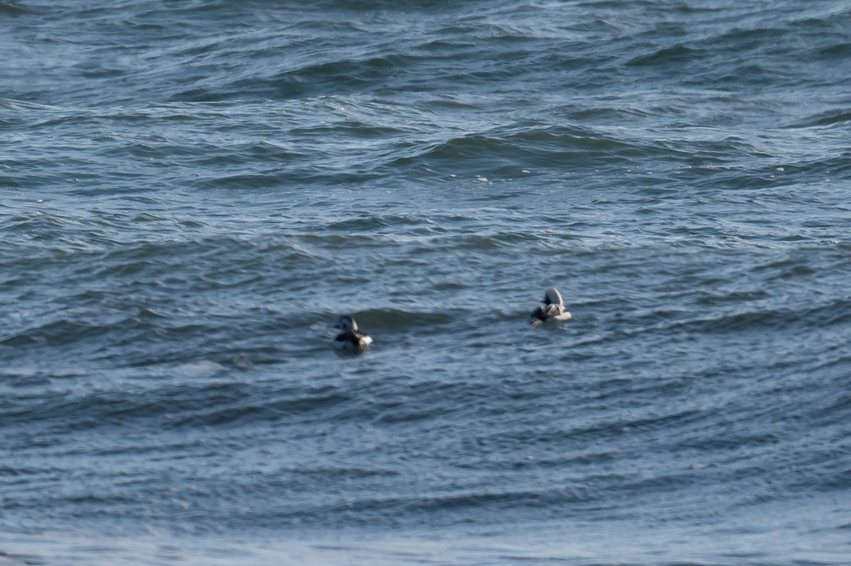 Long-tailed Duck - ML393869291