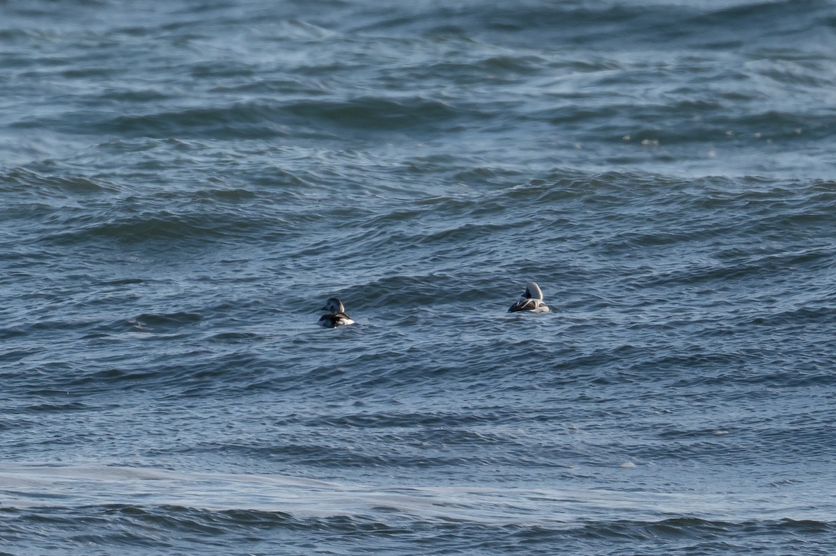 Long-tailed Duck - ML393869301