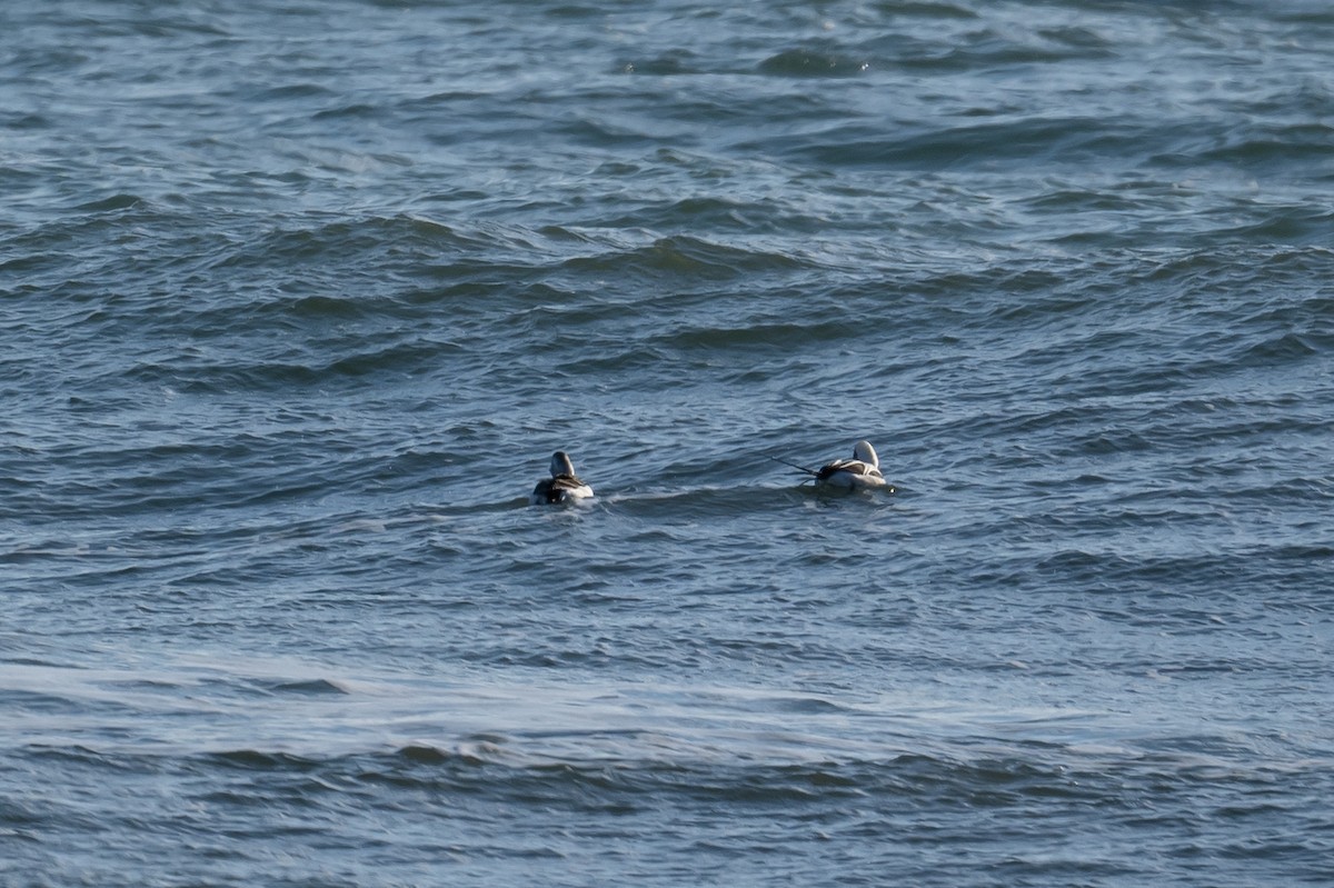 Long-tailed Duck - ML393869311