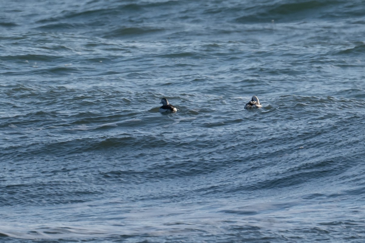 Long-tailed Duck - ML393869321