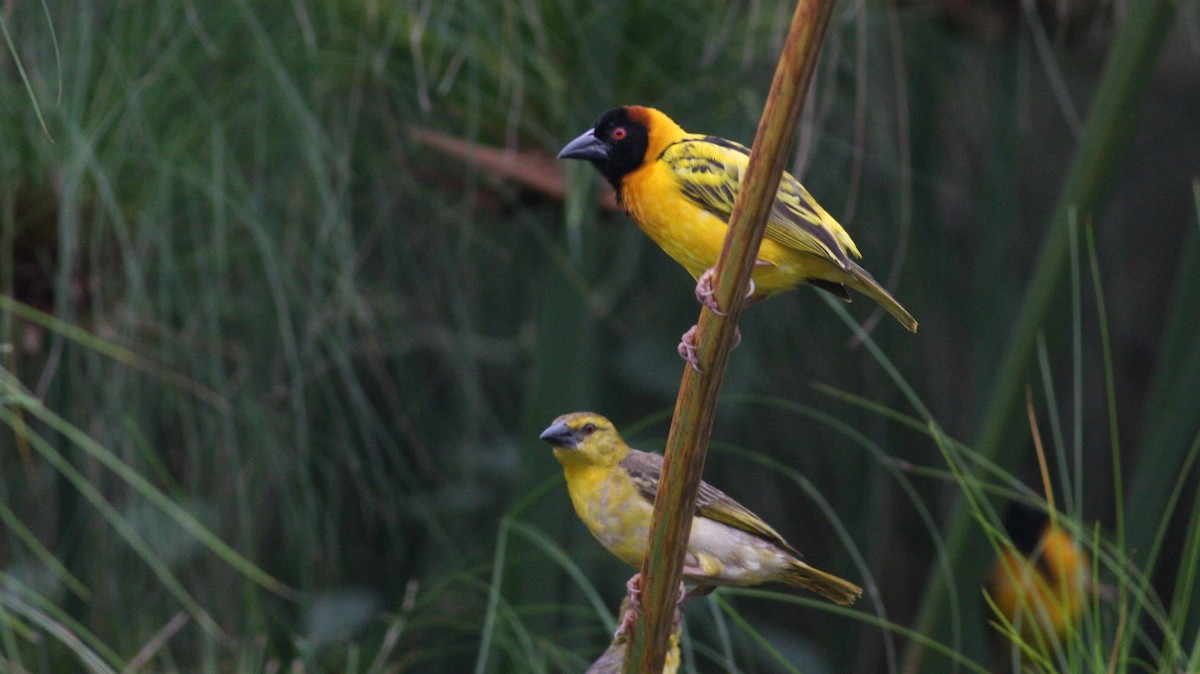 Village Weaver (Black-headed) - ML39386961