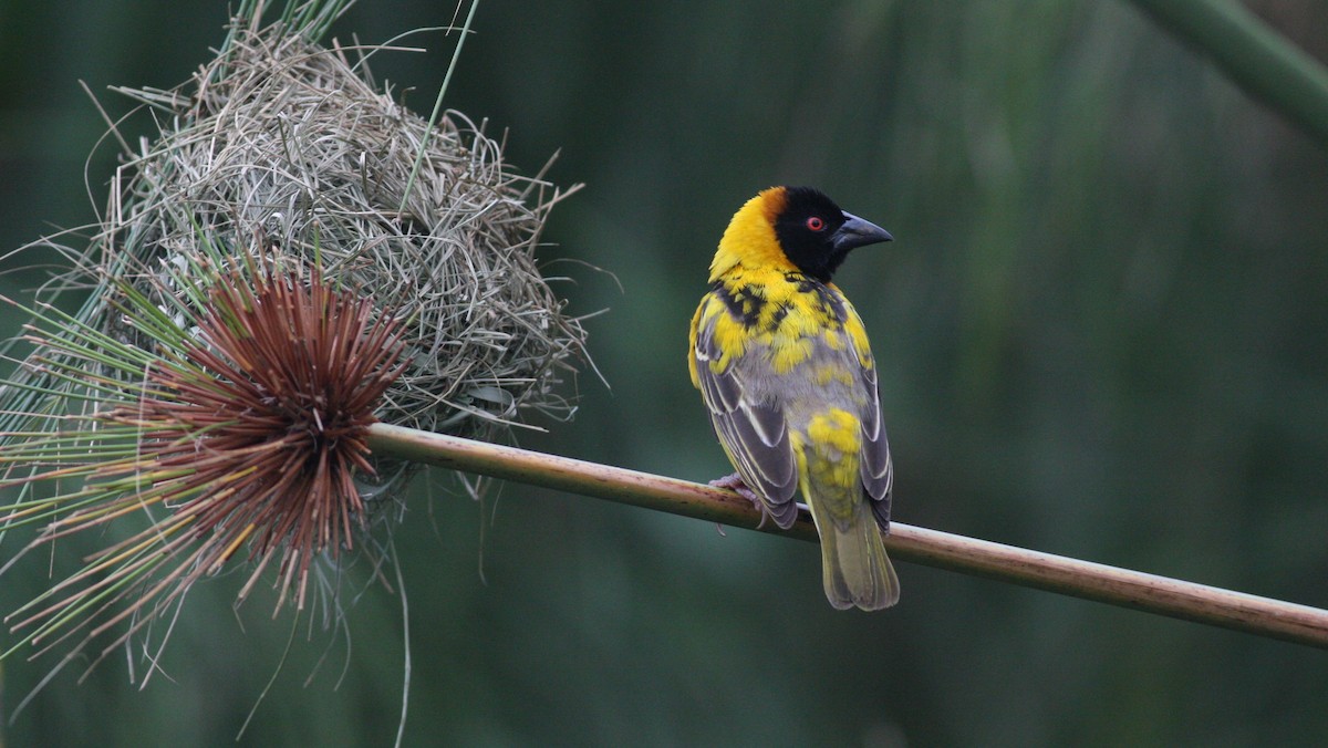 Village Weaver (Black-headed) - ML39386981