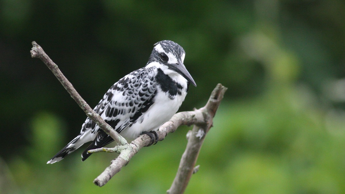 Pied Kingfisher - ML39387071