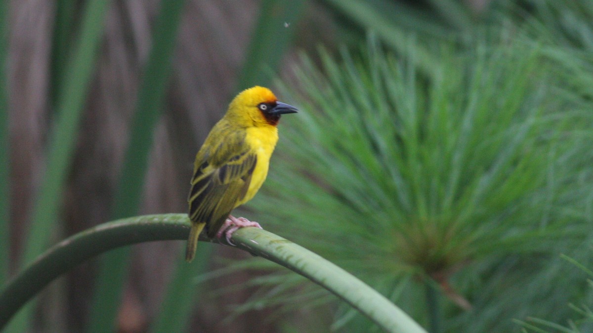 Northern Brown-throated Weaver - ML39387161