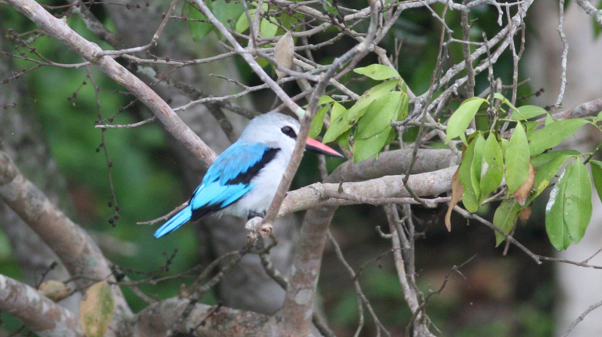 Woodland Kingfisher - ML39387241