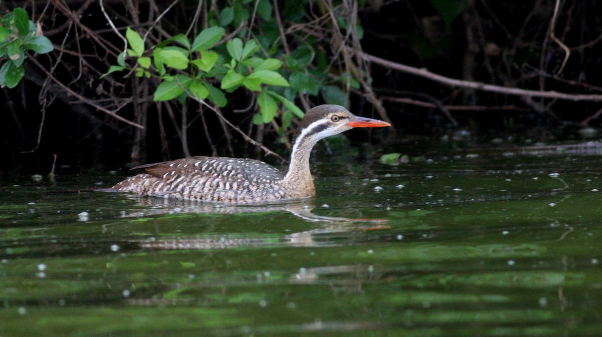 African Finfoot - Nate Swick